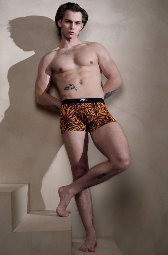 Fecske - Tiger Boxer - Image 3